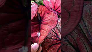 Plants makes people happy, playing with caladium