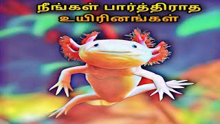 நீங்கள் பார்த்திராத உயிரினங்கள் | some weirdest animals