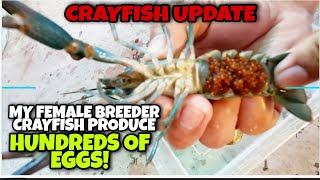 CRAYFISH UPDATE: MY FEMALE BREEDER CRAYFISH PRODUCE HUNDREDS OF EGGS!!!!😱😱😱