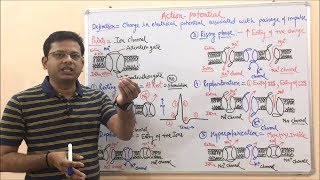 Action Potential | Depolarization + Repolarization + Hyperpolarization | Action Potential Graph