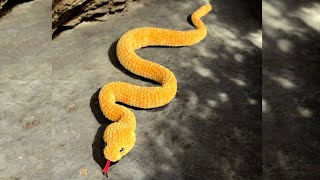 How to crochet SNAKE 32'' Tutorial / Friendy for beginners / SNAKE crochet pattern ETSY