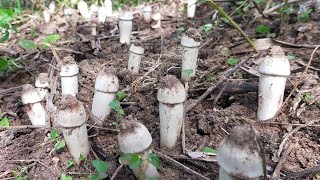 🍄เห็ดโคนหลวงหรือเห็ดถอดโพนนี้บ่าวต้อมถอดจนมันมือ🍄20/10/2564🍄