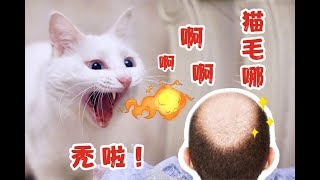 铲屎官给猫咪剃成了谢顶，气的猫咪暴揍剃毛器