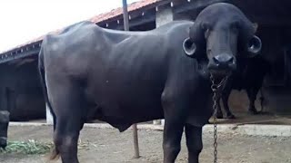 ભગર ભેંસ માટે બલિદાન | Jafrabadi buffalo | 2023