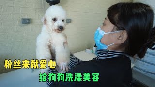 爱心粉丝来到流浪狗大院献爱心，给狗狗洗澡美容，太暖心了 Dog rescue in China 20211214