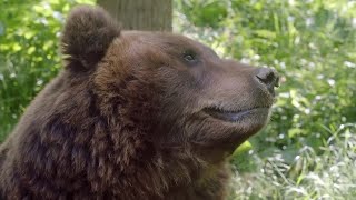 MTN OUTDOORS: BEARS, WOLVERINES, AND NATIONAL PARKS...OH MY!