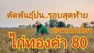 ตัดพันธุ์ปน..รอบสุดท้าย  ก่อนเก็บเกี่ยวไก่ทองคำ 80 🌾 สนใจพันธุ์ข้าว 0899428684 0925164252 0650495999