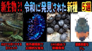 【ゆっくり解説】令和の新種?!　日本で見つかった最新希少新種生物 5選（+α）