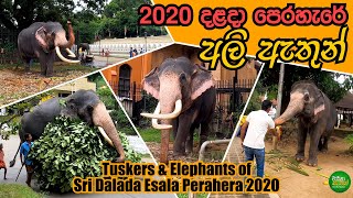 2020 දළදා පෙරහැරේ අලි ඇතුන් | Tuskers \u0026 Elephants of Sri Dalada Esala Perahera 2020