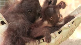 I was mobbed by my brother!  by Loki  お兄ちゃんにもみくちゃにされた！ロキ　Orangutan   Tama Zoological Park