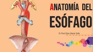 Anatomía del esófago