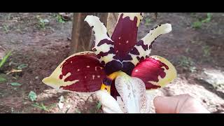 orquídea stanhopea