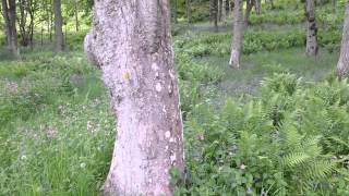 Coastal path from Golspie to Brora