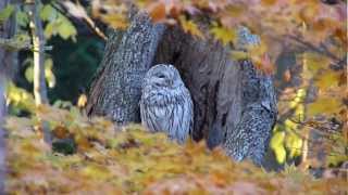 2010年　黄葉の中のエゾフクロウ A lovely owl