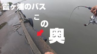 この奥のバスを釣ってみる方法【霞ヶ浦 バス釣り】  ...Japan bassfishing Research the further back of the shore