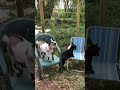 Baby Goats Fight Over Chair #Goats #BabyAnimals