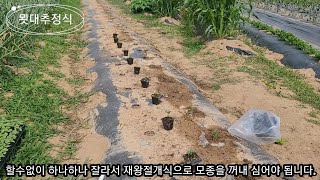 묏대추 정식 힘드네요~ 직파하면 되는데 사서 고생입니다.