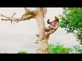 Mang'weng'we Mlolasa-song-Wachawi-Official-Video=Dir Bushu 0747450089