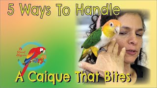 5 Ways To Handle A #Caique #Parrot That Bites #Parrot_Bliss