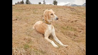 サルーキ　れぴ！草原滑走♪（Saluki）