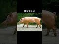 豚はもともと shorts 豆知識 animals