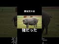 豚はもともと shorts 豆知識 animals