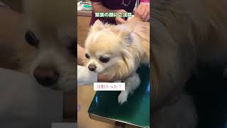 【ぷん助】注射するチワワ #shorts #犬の注射 #動物病院