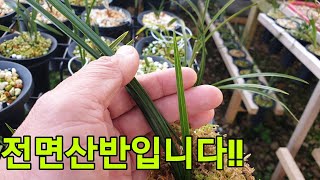 #한국자생춘란# 자생지에서 \