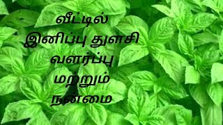 இனிப்பு துளசி வளர்ப்பு மற்றும் நன்மை(STEVIA PLANT USES AND GROW)