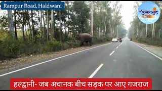 हल्द्वानी | रामपुर रोड पर सड़क पर आया हाथियों का झुंड  | Elephant Herd seen at Rampur Road Haldwani