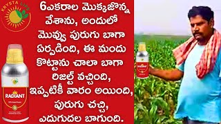 6 ఎకరాల #మొక్కజొన్నవేశాను,అందులో #మొవ్వు #పురుగు బాగా  #farming #agriculture #farm #farmer #farmlife