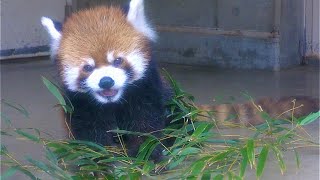 レッサーパンダ　チイタくん　笹の葉を食べている様子です【浜松市動物園】Red panda Chiita-kun Hamamatsu Zoo