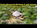 Ep 9 Wildlife Encounters : Monkeys & Mongoose  Attack our son in  the Villa | Snake in the Villa