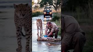 A Cheetah Cub Clings to Life After Being Saved from Drowning by Rescuers