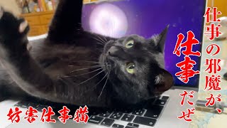 めっちゃ仕事の邪魔をしてくる猫w