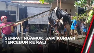 Diduga Stres, Sapi Berbobot 500 Kilogram Tercebur ke Kali | News Update