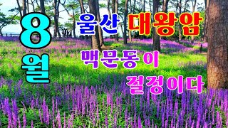 울산 대왕암공원 맥문동,지금 8월이 가장 절정이다