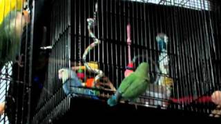 Lovebird escape out from a cage