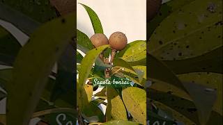 Chiku bonsai | sapodilla fruit #trending #youtubeshorts  #ytshorts #garden