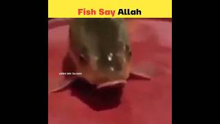 Machli Ne Kaha Allah | Fish 🐟 Viral Video | #shorts #viral #allah #trending #shortvideo #shortsfeed