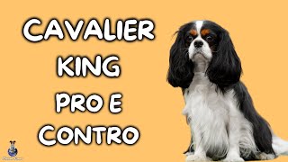 Cavalier King Charles Spaniel: Pro e Contro