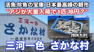 【三河一色さかな村 アジが大量入荷で1匹10円？ 活魚,珍魚の宝庫 日本最高峰の朝市】あばお 海鮮ちゃんねる #303 2024.11.01