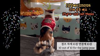 21세 노묘 메소_짬푸 퀸의 아침로그_ The Jump Queen’s Morning Log #cat