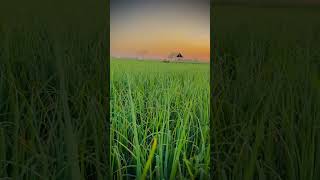 #farming #7thfebruary #shetkari #shetkri #farmer #photography