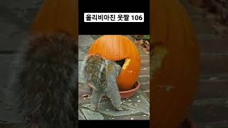 올리비아진 웃짤 106