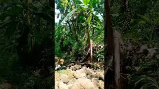 Air Terjun Tersembunyi dan Angker #airterjun#wisataalam#sukabumi#curug