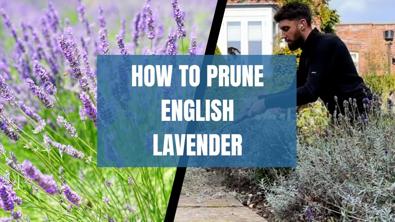 How To Prune English Lavender | Garden Maintenance / Winter Pruning ...