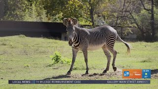 Exploring the Caldwell Zoo: Stripes of Conservation with the Grevy's Zebra