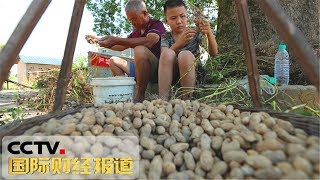 [国际财经报道] 原产地访价格 夏花生上市在即 预计9月价格有回落 | CCTV财经