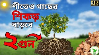 Winter Hacks: How to Boost Plant Roots Growth by 2 Times! কোন খাবারে শীতেও বাড়বে গাছের শিকড়?